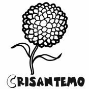 Dibujo de un crisantemo para colorear