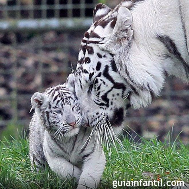 Tigre Blanco con su cachorro - Instinto maternal de los animales