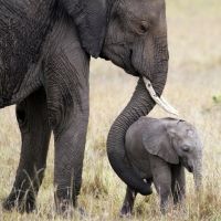 Un pequeño elefante con su madre