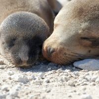 Cría de foca con su mamá
