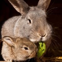 Madre conejo alimentando a su bebé