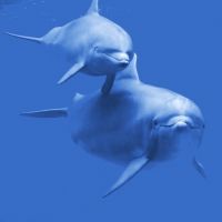 Parto acuático de las mamás delfín