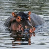 Mamá hipopótamo acariciando a su cría