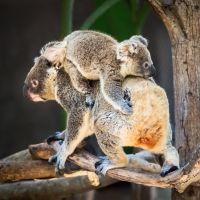 Koala con su cria trepa a los árboles
