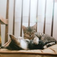 Gata y gatito durmiendo la siesta