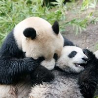 Oso panda jugando con su madre