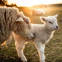 Tiernas caricias de una oveja a su cría