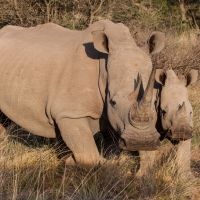 Mamá rinoceronte ayuda a su cría a caminar
