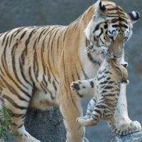 Mamá tigre transportando a su cachorro
