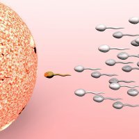 Fase lútea, ovulación y menstruación