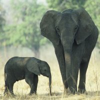 Instinto maternal de los animales
