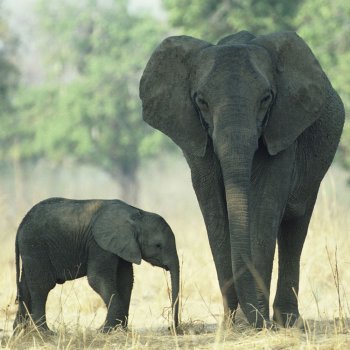 Instinto maternal de los animales