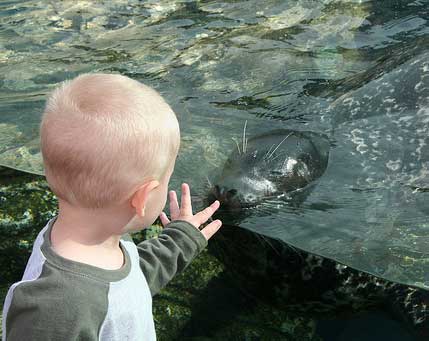 La especial interacción del niño con el león marino