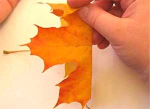 Doble la hoja por el medio