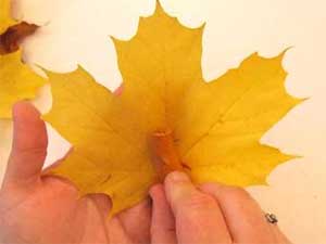 Disponer el canuto en otra hoja