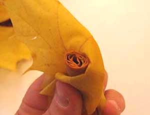 Forme pétalos con la hoja