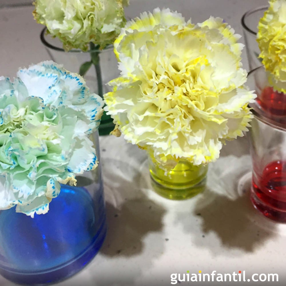 Cómo teñir flores de colores en casa. Experimento con agua para niños