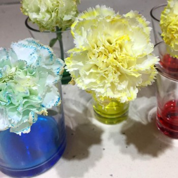 Cómo teñir flores de colores en casa. Experimento