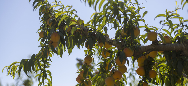 lo natural de la calidad hero baby