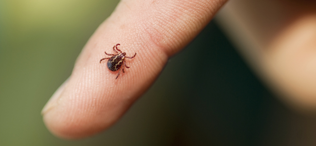 prevenir la enfermedad de lyme