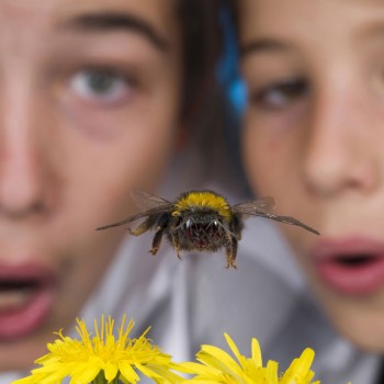 Cómo evitar que una avispa pique a tu hijo