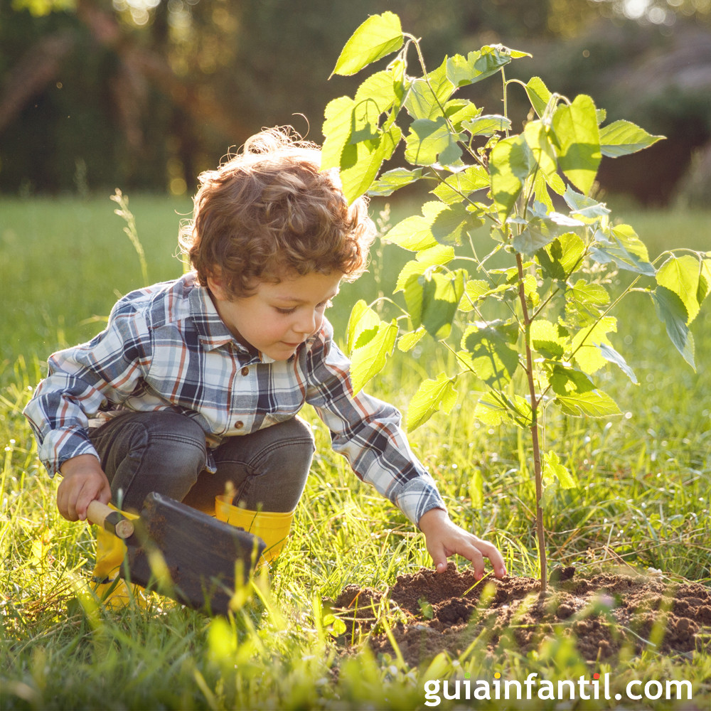 Por qué debemos plantar un árbol con los niños
