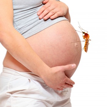 Por qué los mosquitos prefieren picar a las embarazadas