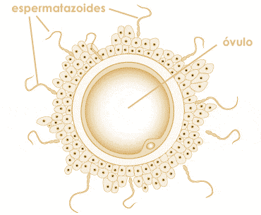 inseminación artificial