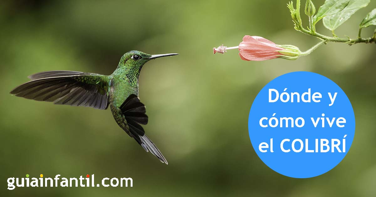 El colibrí. Leyenda maya para niños