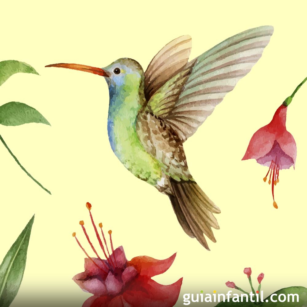 El colibrí. Leyenda maya para niños