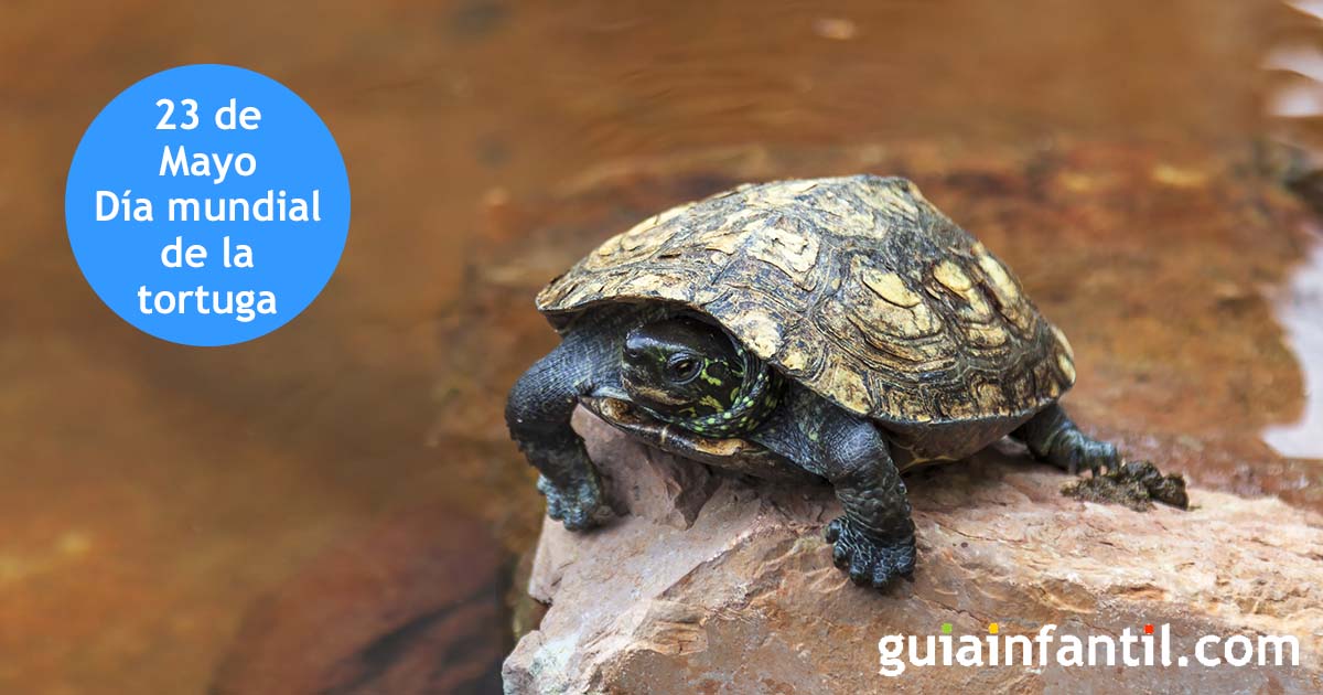 23 de mayo - dia mundial de la tortuga