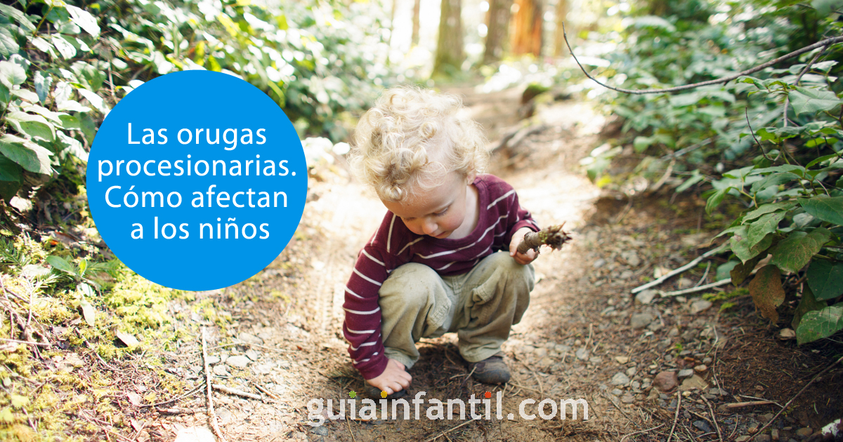 las orugas procesionarias
