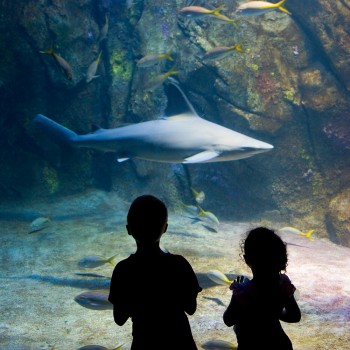 27 preguntas de los niños sobre los animales acuáticos. Datos curiosos