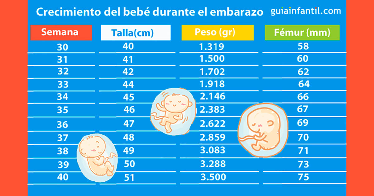 pintar Democracia Alternativa Tabla para saber cuánto mide y pesa el bebé a lo largo del embarazo