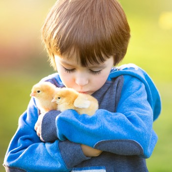 Cómo nacen los pollitos - Las preguntas de los niños sobre los animales
