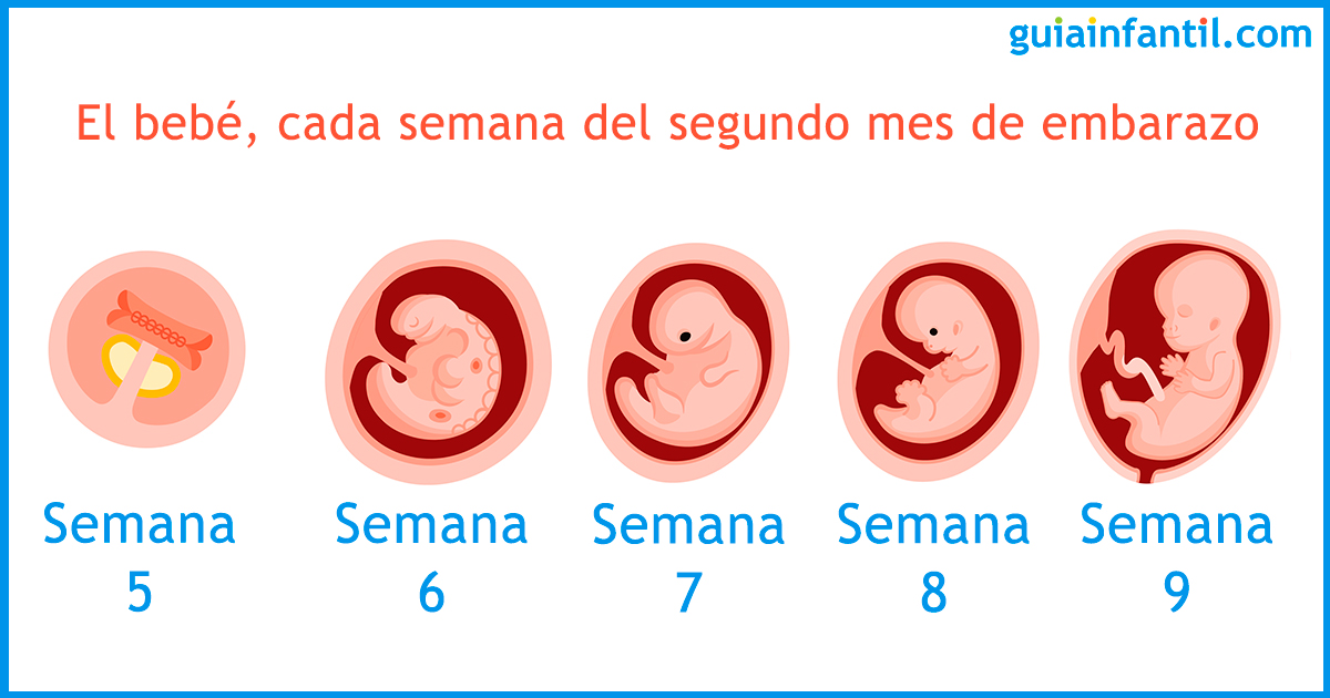 Segundo mes de embarazo. Cambios en la embarazada y el bebé en esta etapa
