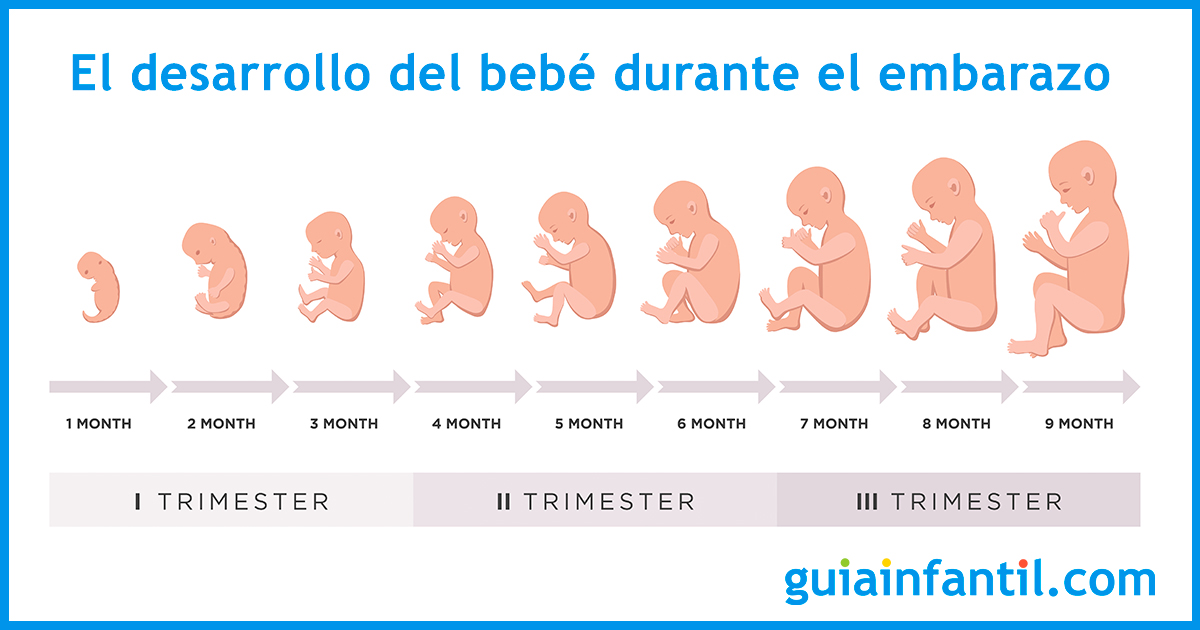 Tercer mes de embarazo. Guía completa para la embarazada de 3 meses