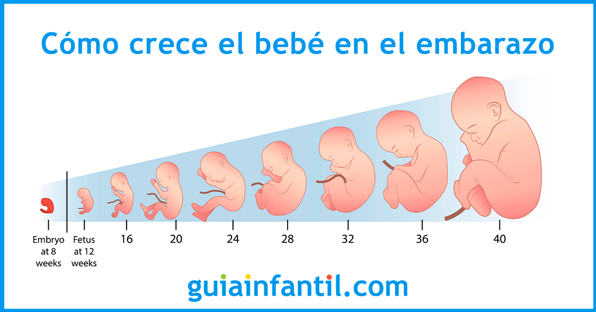 Percepción mamífero Elemental Quinto mes de embarazo - Embarazada y bebé en cada semana del mes 5