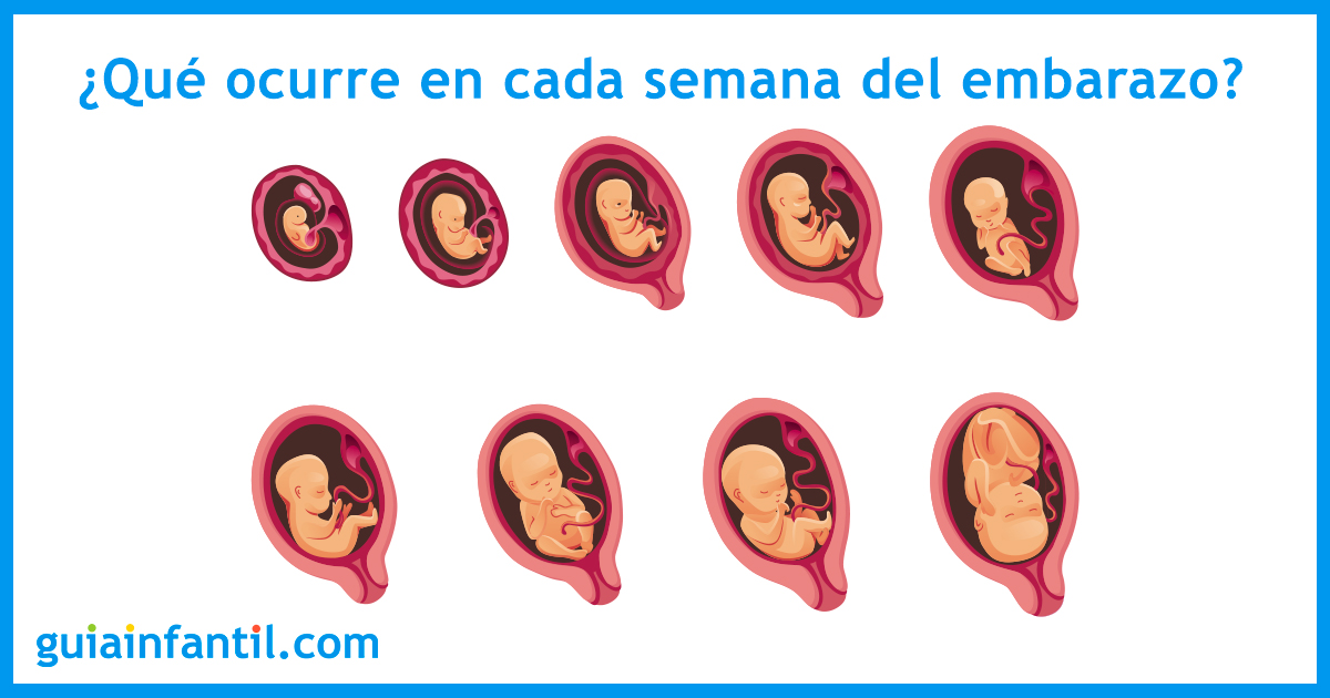 mapa solitario beneficio Octavo mes de embarazo - Qué ocurre en el mes 8 para bebé y embarazada