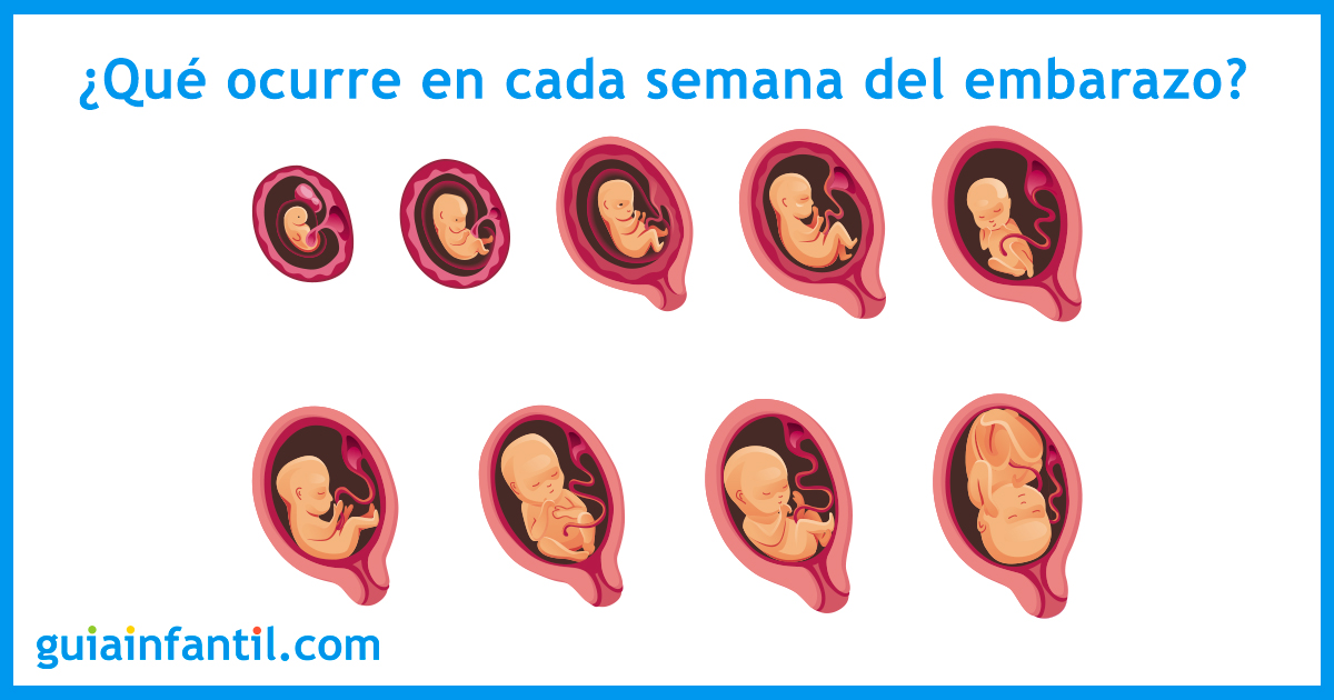 Top 139 Imagenes De Un Feto De 8 Meses De Gestacion Smartindustrymx