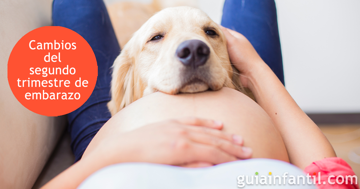 El segundo trimestre del embarazo