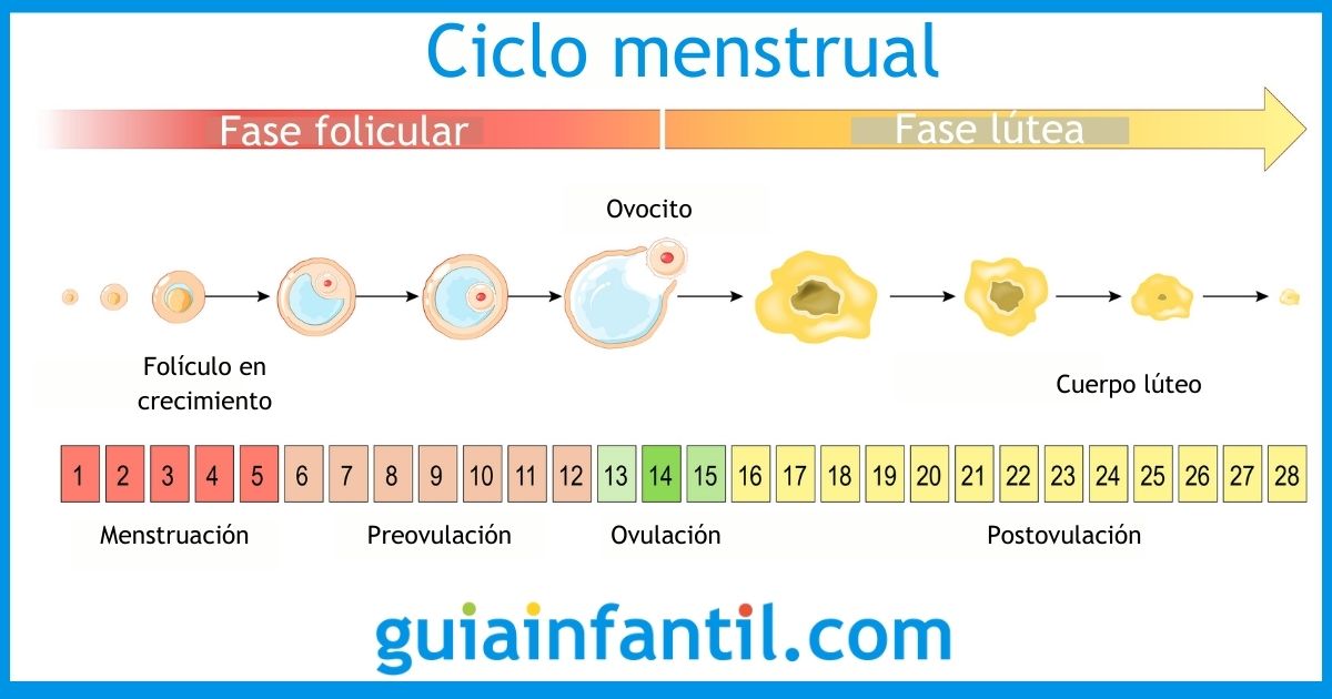 Pescador Aviación Cortar Cómo funciona el ciclo menstrual (con fotos) - Fertilidad de la mujer