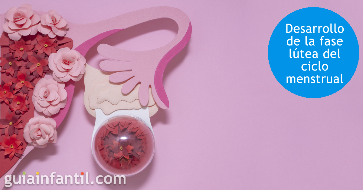 Cómo Funciona El Ciclo Menstrual Con Fotos Fertilidad De La Mujer 8781