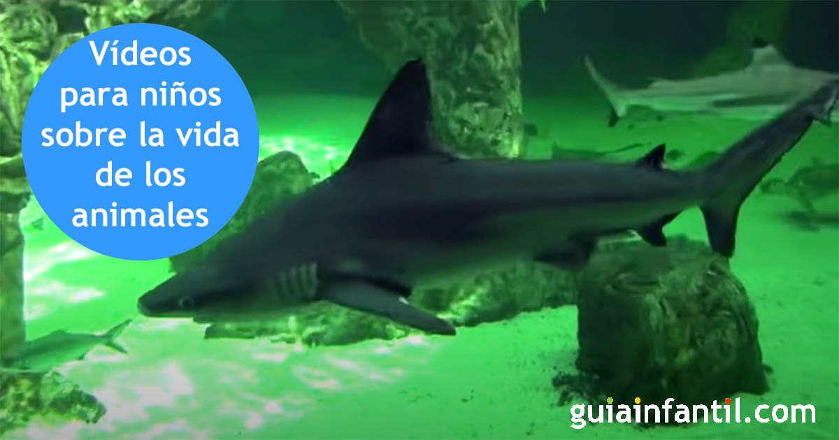 videos sobre cómo viven los animales