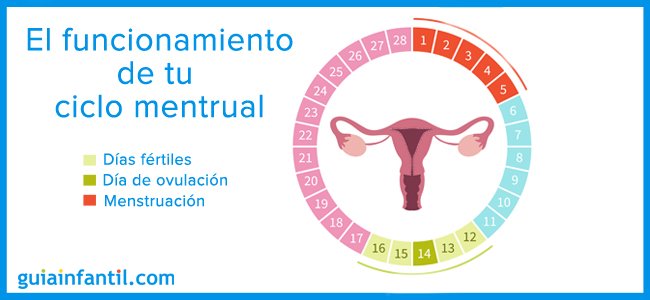 Accesorios moneda Serafín Útil calculadora de concepción y días fértiles para quedar embarazada