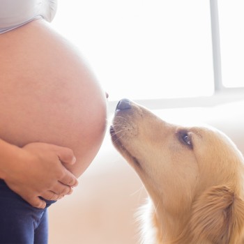 ¿Cómo puedo entrenar a mi perro para el nacimiento de mi bebé?
