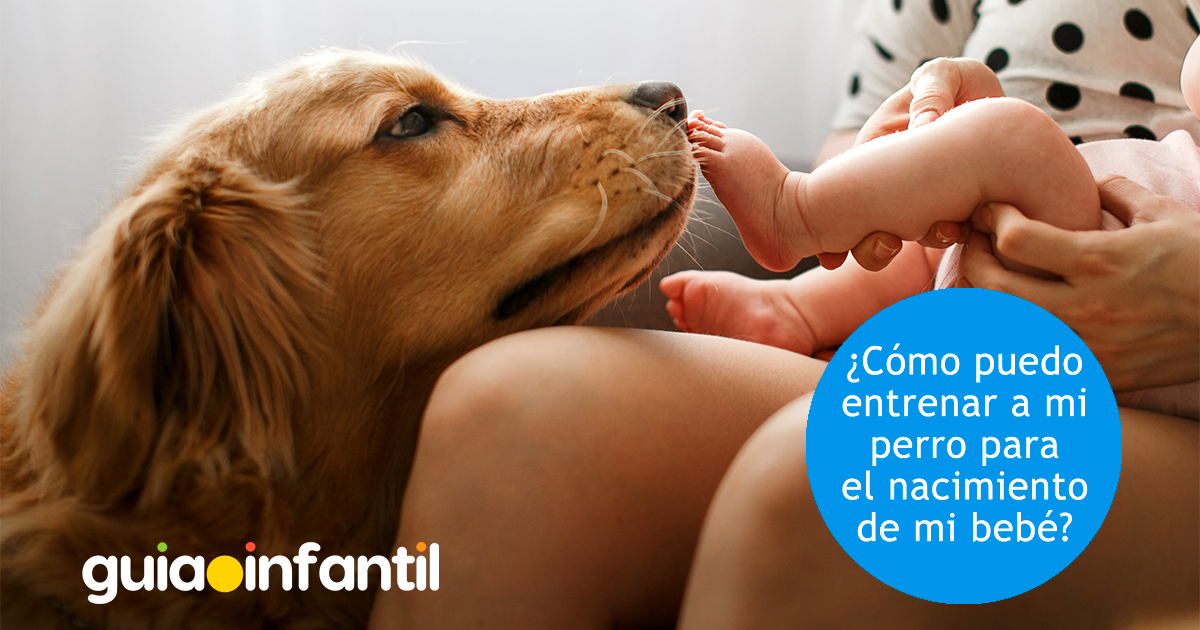 Preparar al perro para la llegada del bebé