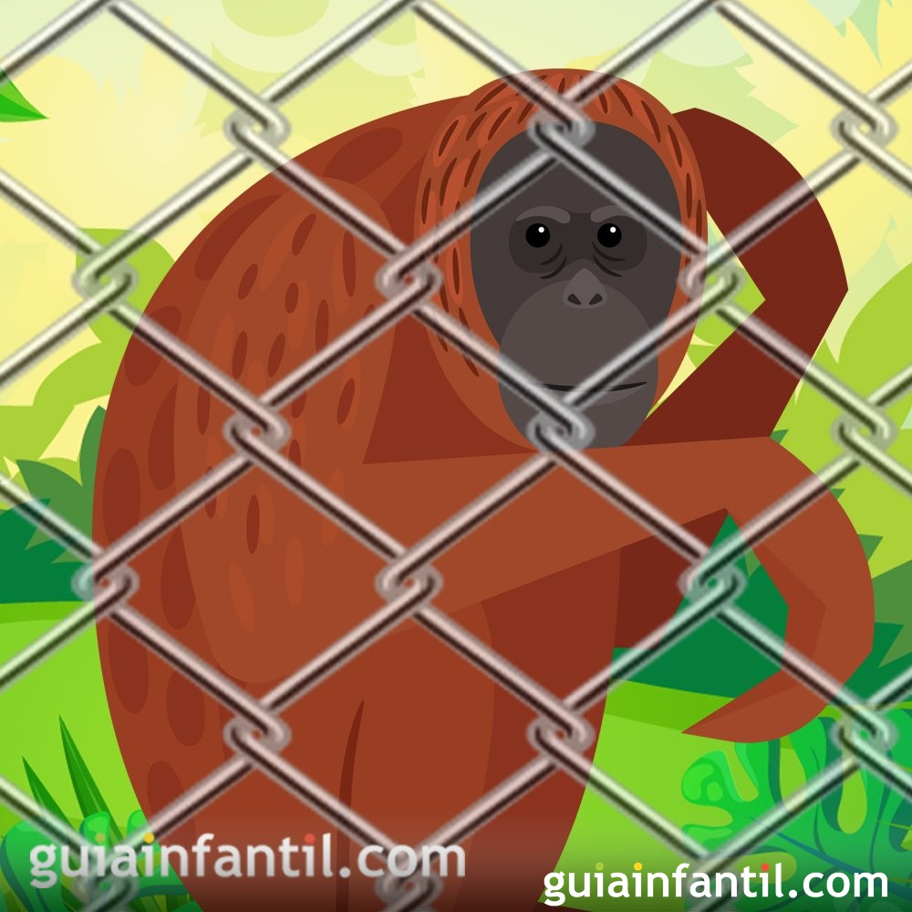 Tan Tan el orangután de la mirada triste. Cuentos cortos para niños