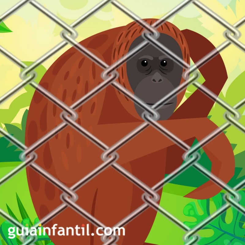 Tan Tan el orangután de la mirada triste. Cuentos cortos para niños