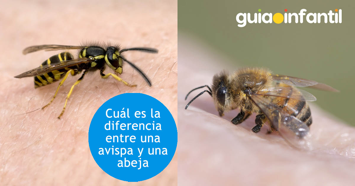 Que Hacer En Caso De Picadura De Avispa Castellontours